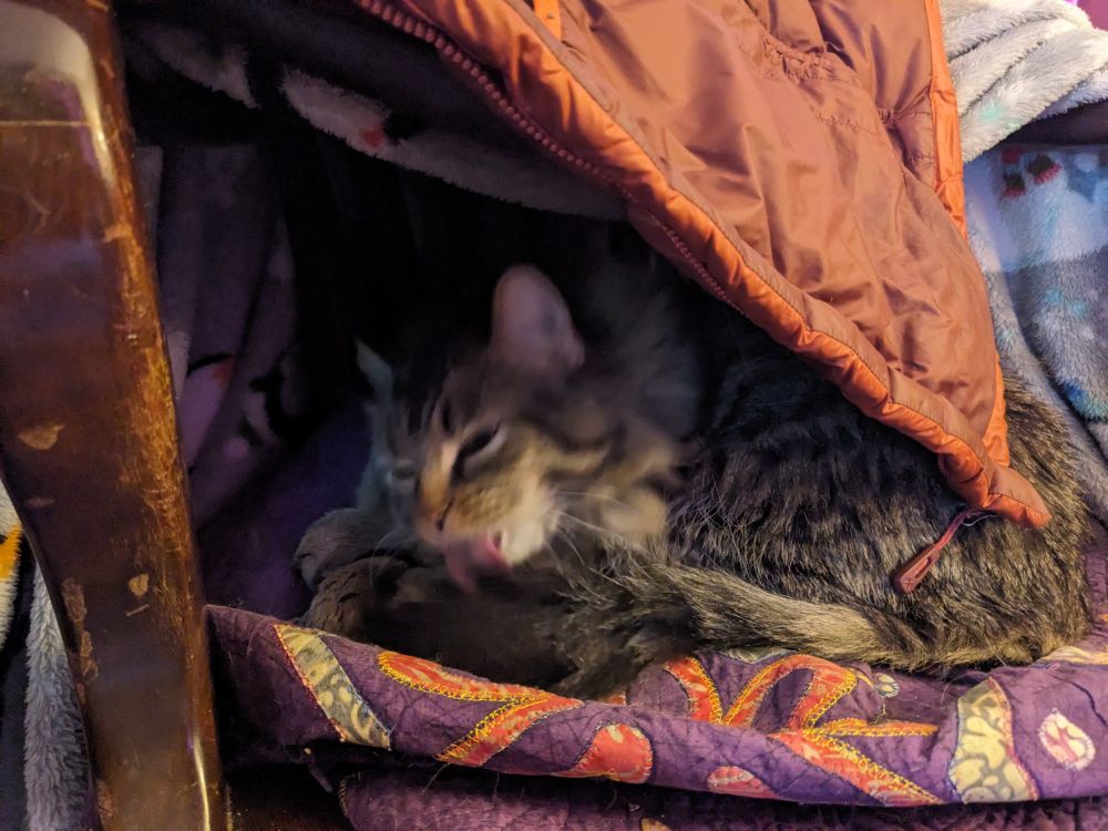 Medium hair tabby on a chair warmed by comfy blanket below and down jacket above. Calm and relaxed cleaning her fur.