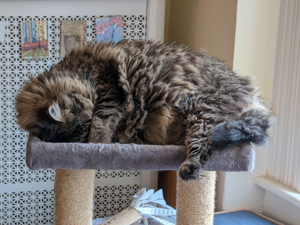Medium hair tabby on top of a cat tree sleeping on her head