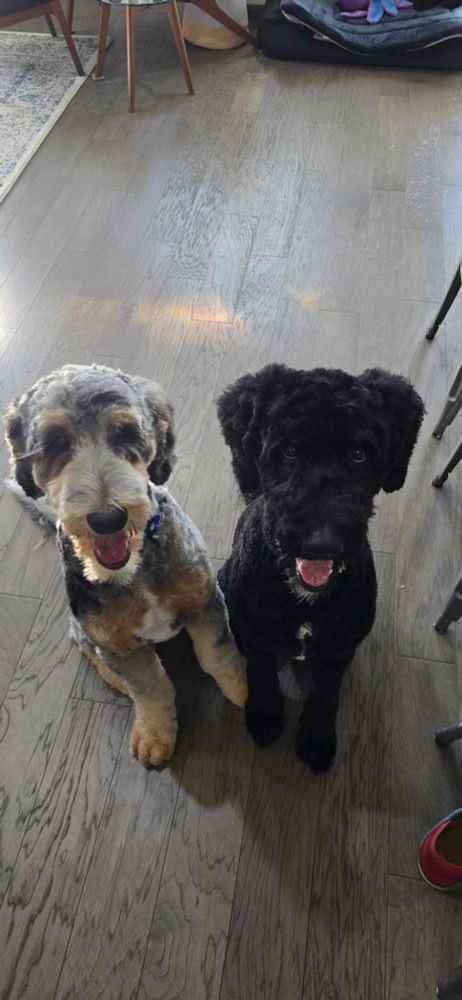 My two bernedoodles after getting their haircuts.