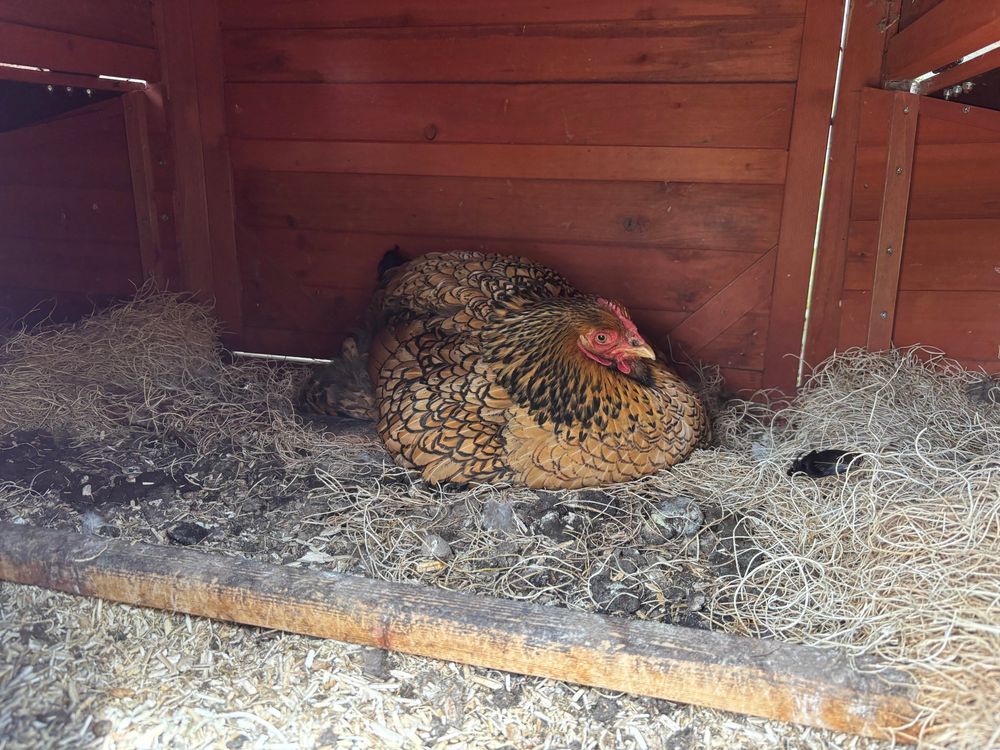 Large laced coachin chicken laying in a coop