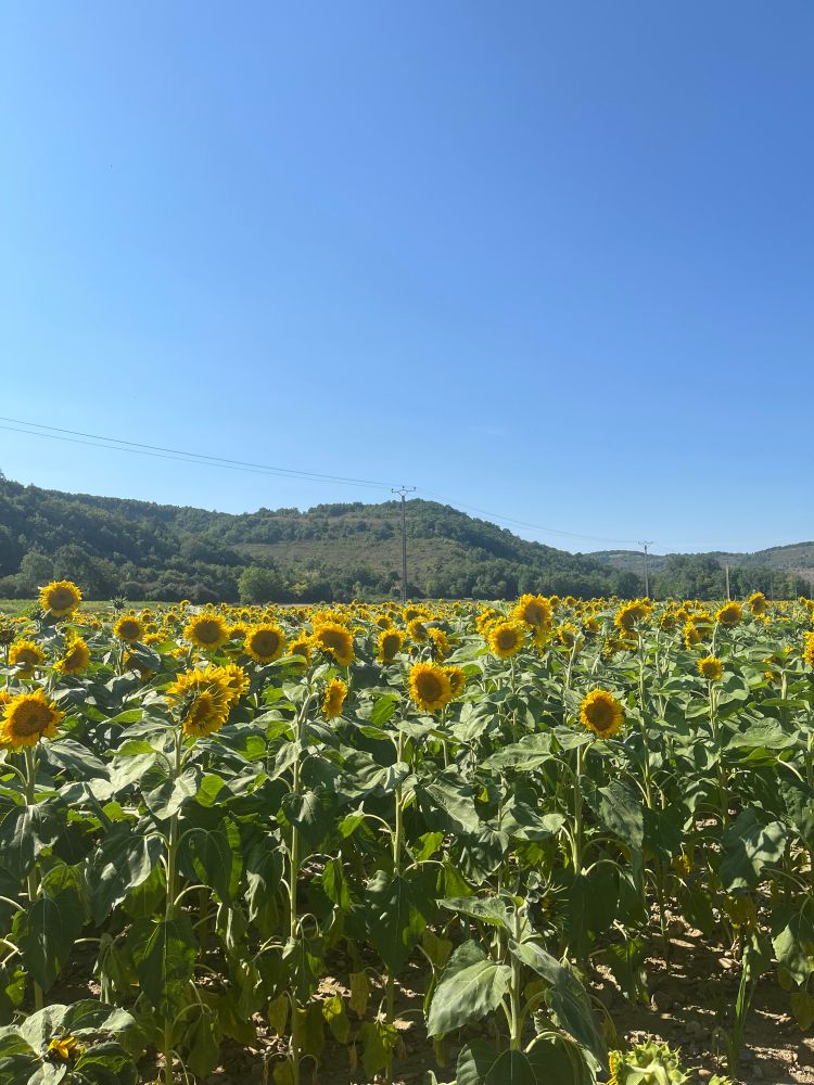 Photo I took of a sunflower field overlooking the Pyrenees mountains 