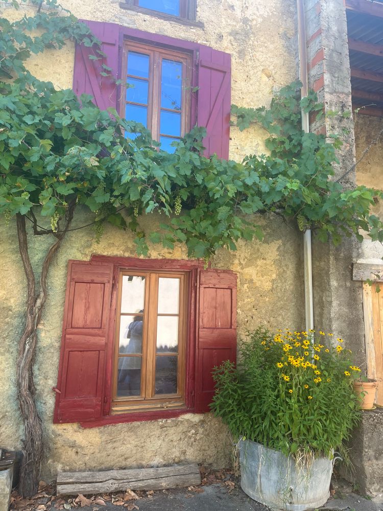 Photo of a traditional French house with red shutters and a yellow plant pot outside with a grape vine growing on the front of the house 