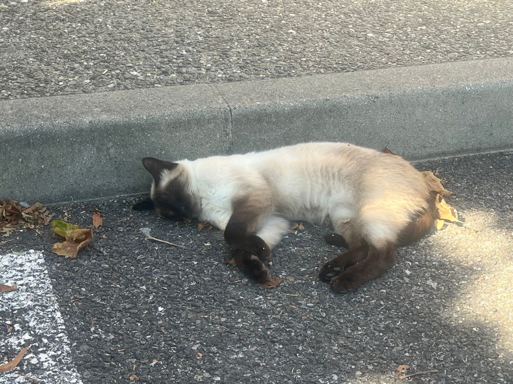 Photo of a Siamese/Burmese cat asleep in the sun on the pavement 