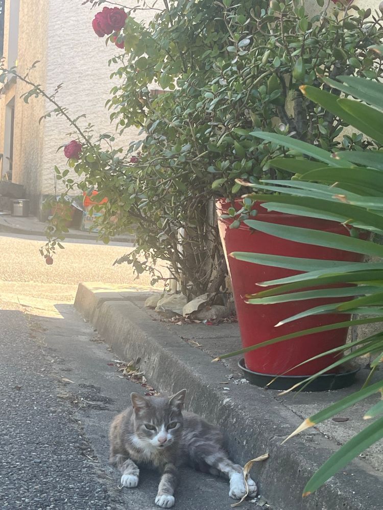 Photo of a grey cat with white paws sitting on the ground and looking at the camera surrounded by plants and roses 