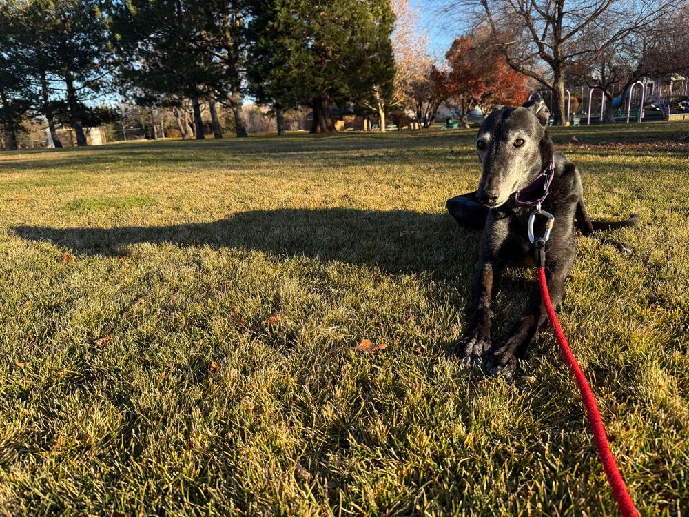 A black greyhound with a white face lies in the grass, his shadow extending all the way to the left of the frame.
