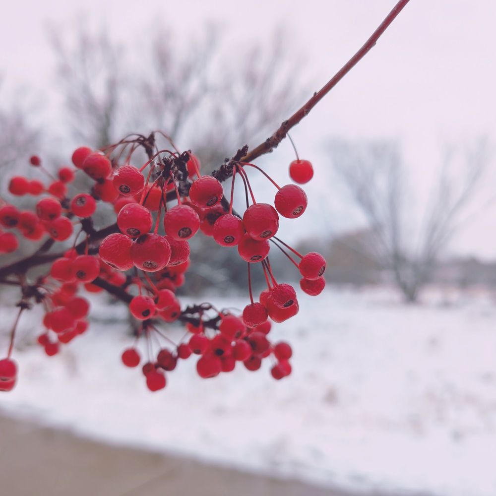 Red winter berries against an out-of-focus backdrop of snow