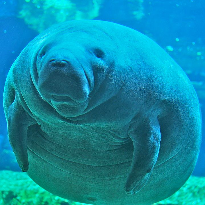 a manatee