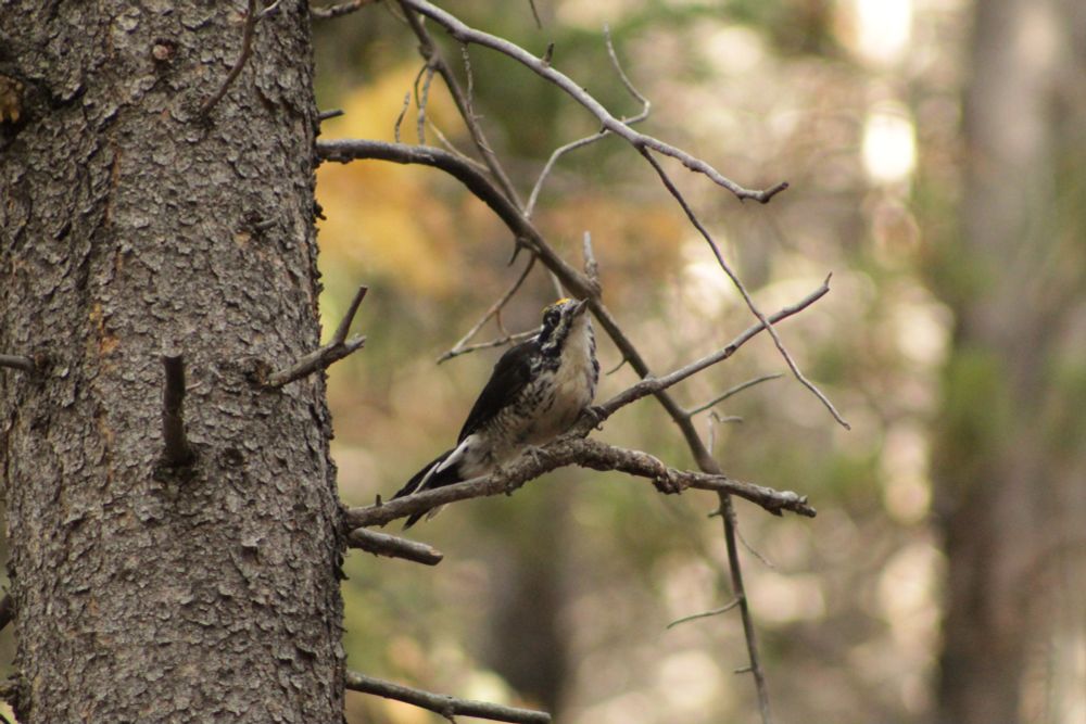 the same woodpecker has switched branches, now crouched and looking ready to fly away.