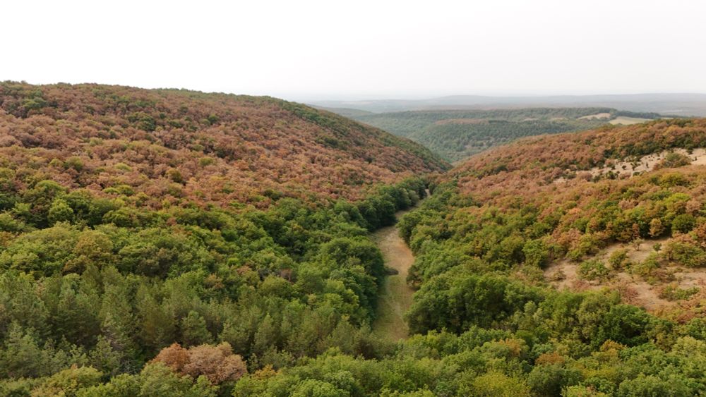 Panorama sur une forêt avec des arbres au feuillage déjà marron