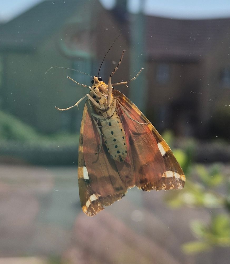 The underside of a tiger moth