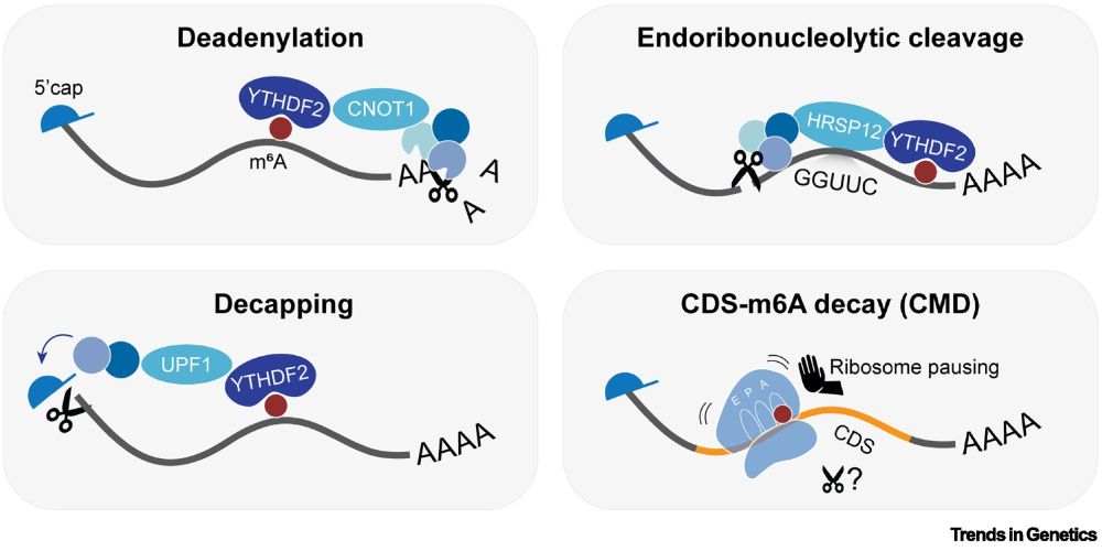 Figure 2. Overview of N6-methyladenosine (m6A) decay pathways. m6A acts as a destabilizing mark on mRNA.