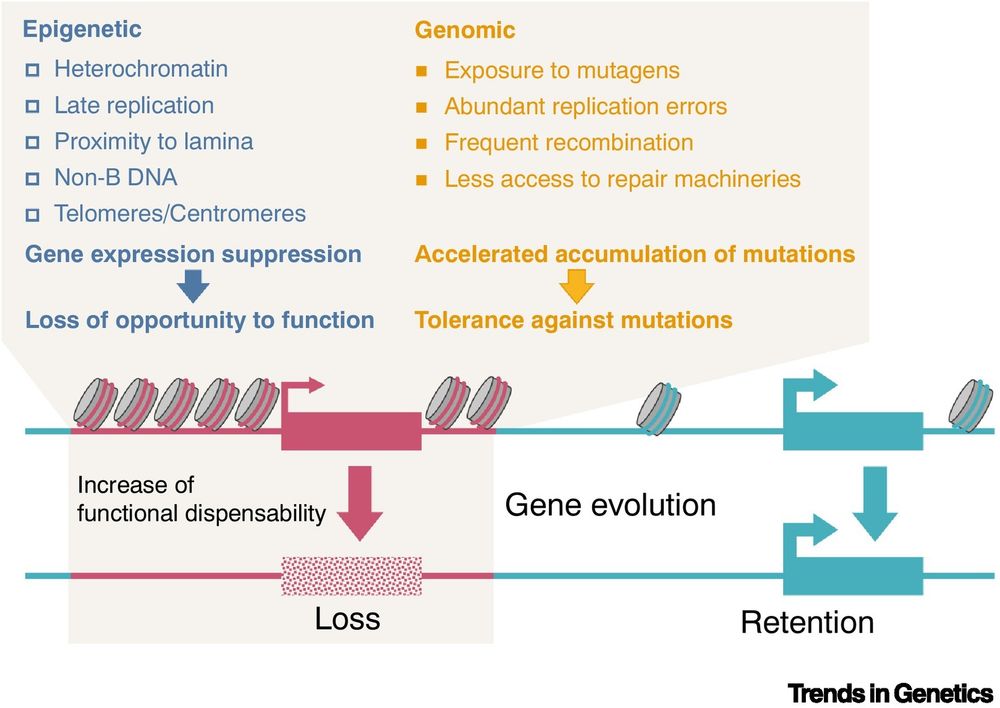 Figure 1. Genomic and epigenetic features contributing to and resulting from the intragenomic heterogeneity of mutations.
The genomic regions shown in red and cyan indicate the genomic compartments with the intragenomic heterogeneity.
