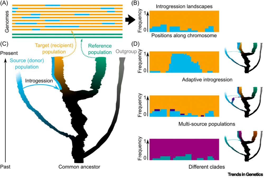 Figure 1. Introgression and its genomic landscapes.