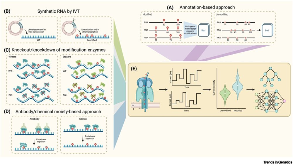 Figure 3. Overview of data sources for RNA modification detection model development