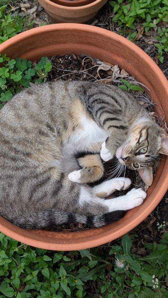 A small mackerel tabby cat curled into a circle in a flower pot.