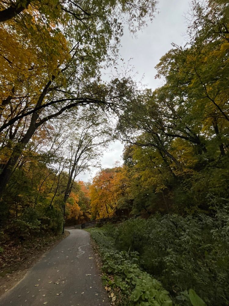 A road with green and yellow trees.