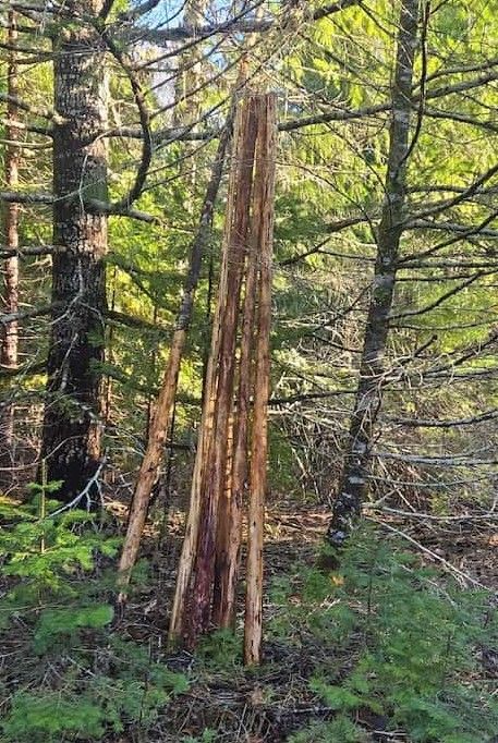 Peeled and cut Douglas Fir poles for use with a wall tent