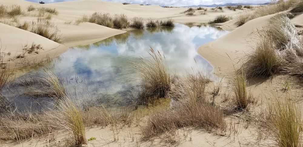 Springtime pool. Hiking the Oregon Dunes.