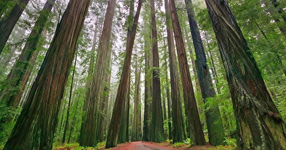 Sunlight filters through a northern forest