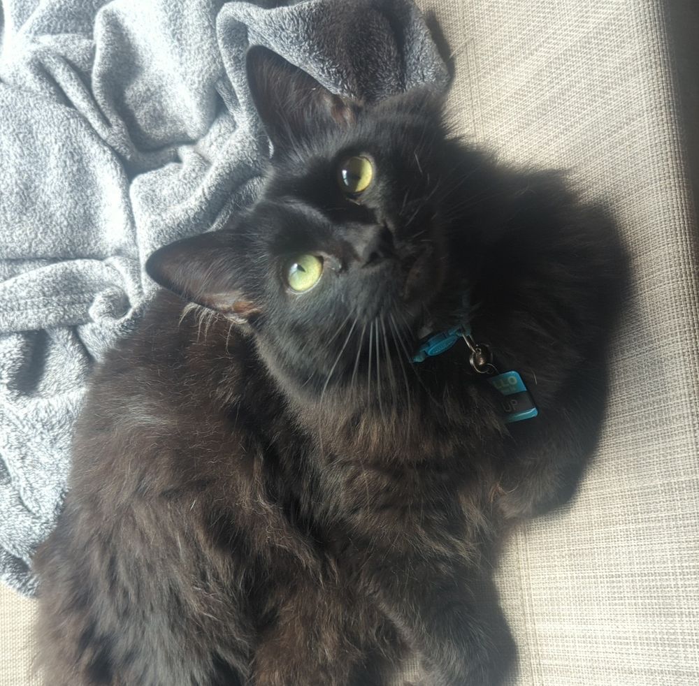Cat tax