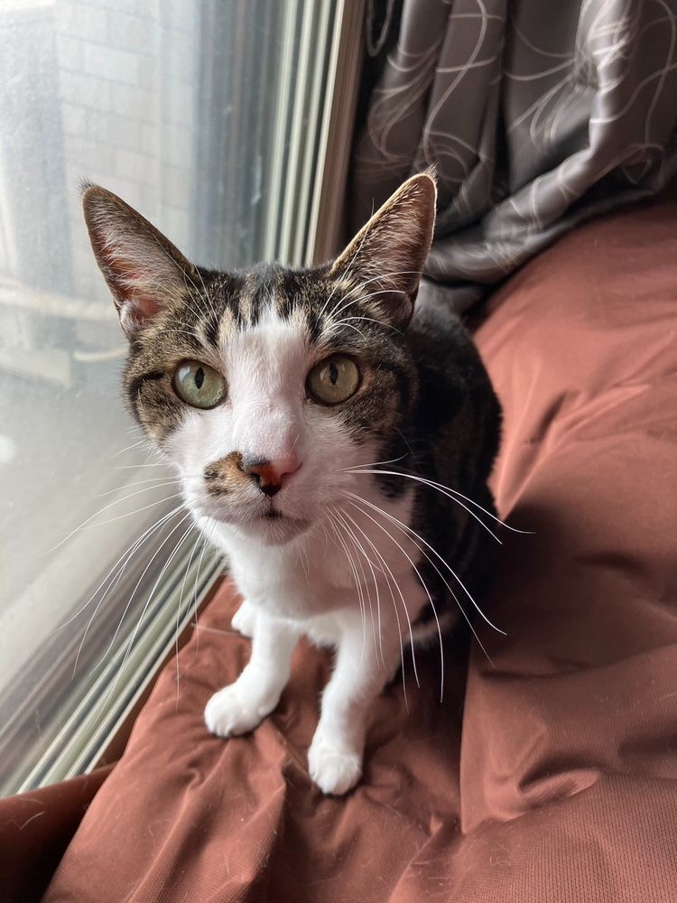 わが家の男の子猫