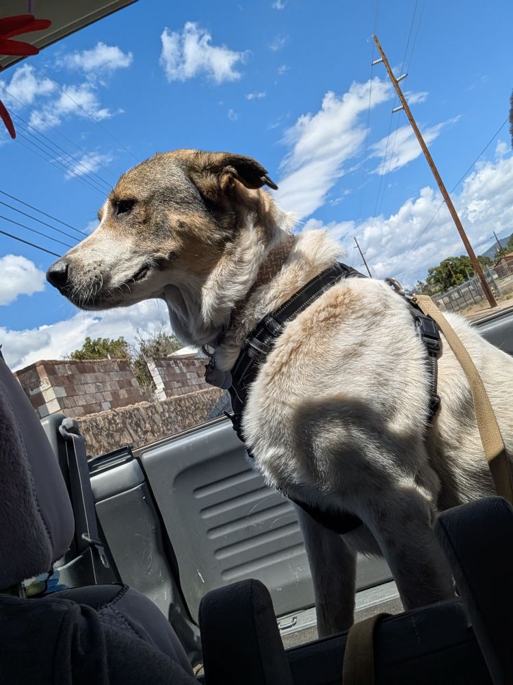 the same large white dog with brown markings on his face and wearing a brown collar and a black harness is pictured sitting in the back of an open-back car, smiling
