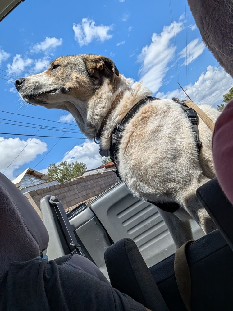 the same large white dog with brown markings on his face and wearing a brown collar and a black harness is pictured sitting in the back of an open-back car, his eyes open, with his head up in the breeze