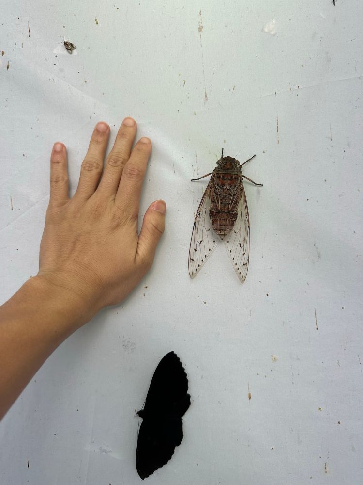 Cicada next to band. Its body alone is as long as my middle finger