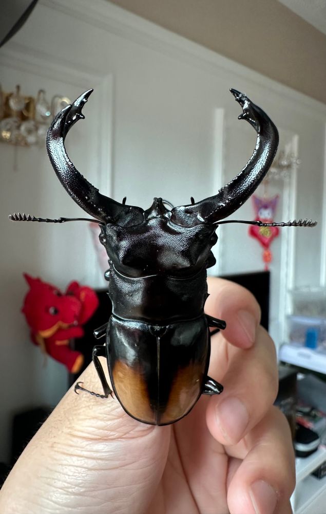 Top view of a shiny black stag beetle with orange oval patches on its elytra. Its head has a bump on each side and mandibles expand outwards in a straight line and curve inwards, with “teeth” only at the end. 
