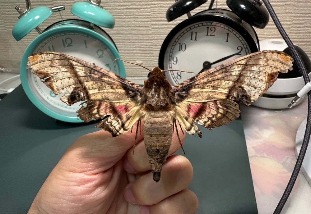 A tan moth with a large body and long wingspan. It has a dark brown thorax, body and base of wing. At the middle section of the forewing and the apical margins of the hind wing creates of dark brown, somewhat straight border. It has eye spots at the lower end of its forewings. It has a large patch of pink on each of its hindwings.