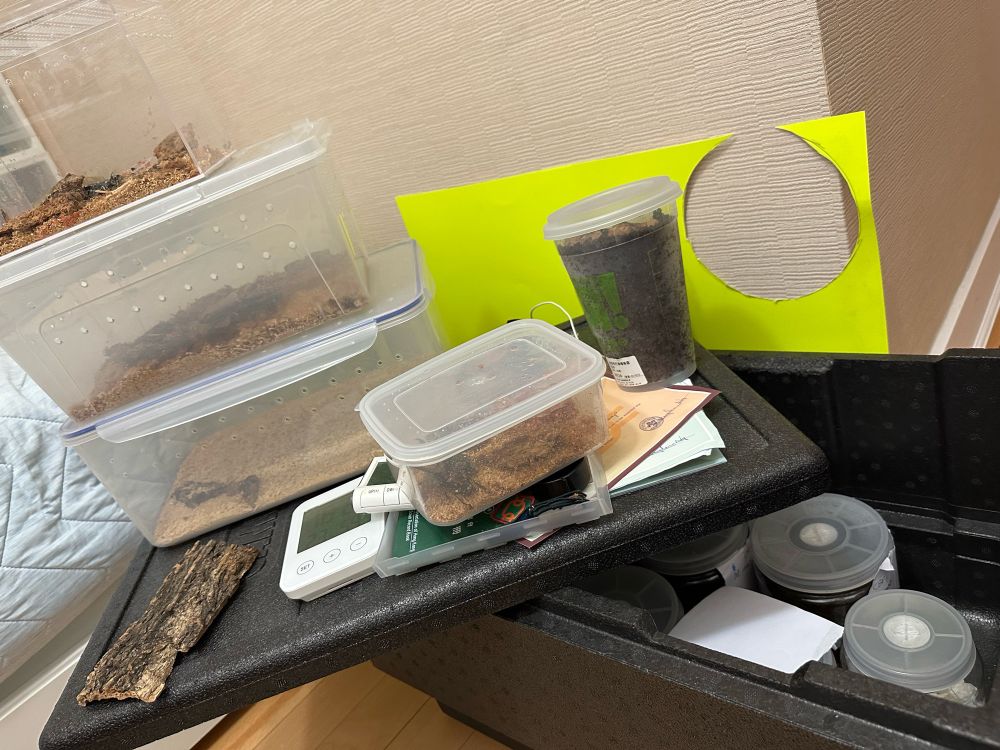 A large black box. Inside are multiple plastic jars, on the lid is four plastic boxes and a beverage cup. They house beetles (not pictured), whether they are larvae or adult.