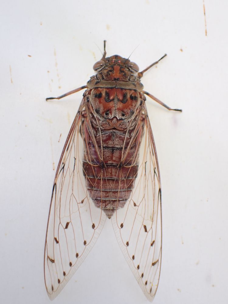 Rusty brown, long bodied cicada with transparent wings with a few spots. It is on a white sheet.