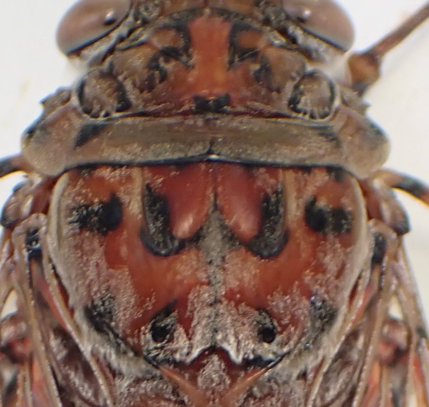 The cicada zoomed in. On the centre of the thorax is a black •w• mark.