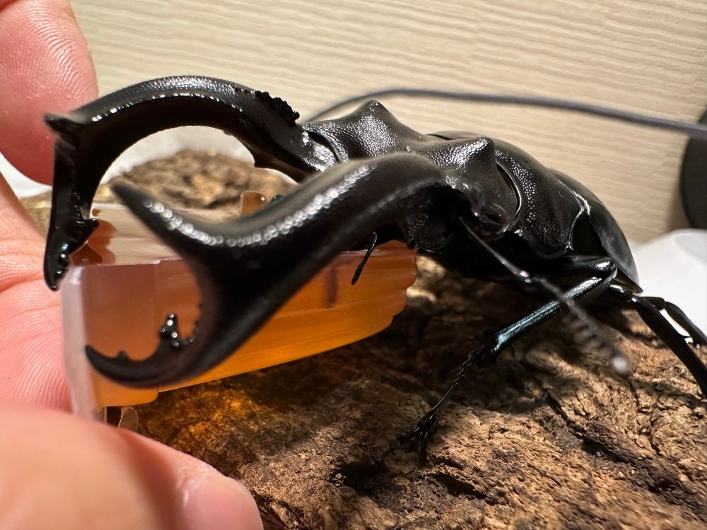 Diagonal, horizontal view of the aforementioned beetle, feeding on a brown jelly. Here, you can see its downward-curving mandibles and a large fork on its mandibles.