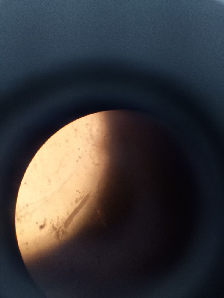 Stenostomum leucops em aquário visualizado em microscópio invertido