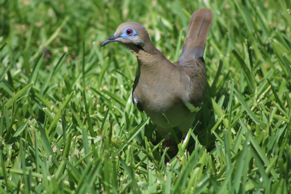 Mourning dove in the grass with its bright blue eye ring 