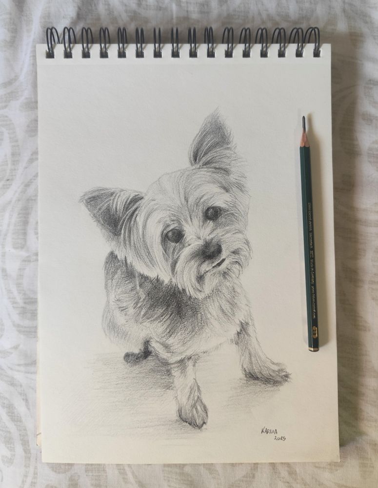 Dibujo de un perro yorkshire a lápiz, con la cabeza ligeramente inclinada y en vista ligeramente picada. Se puede ver un lapiz verde junto a él.
