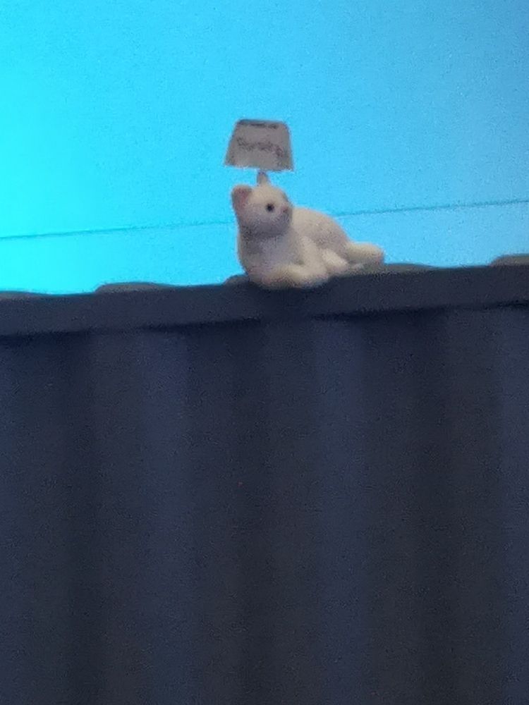 Auf einem Container liegt die Katze Porsuk