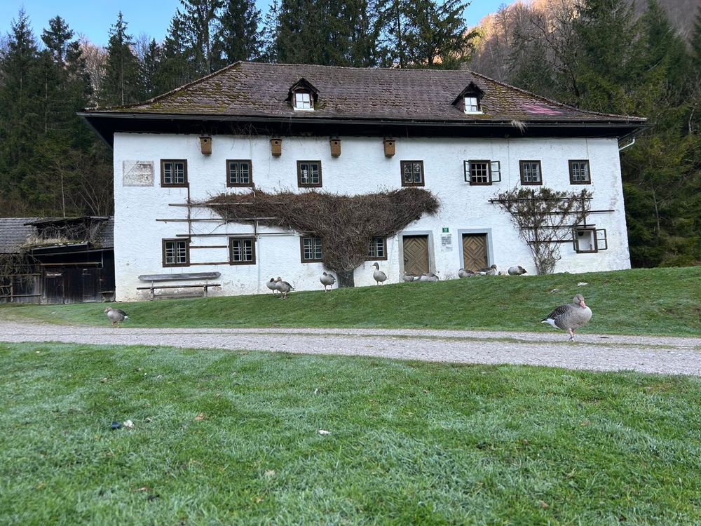 old building with greylag geese in the front