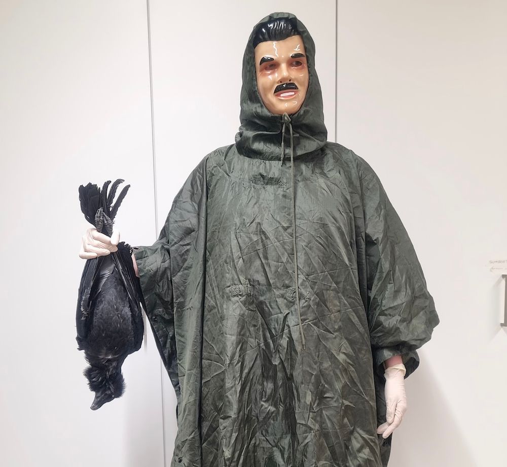 In the experiment one of our researchers was dressed as a "dangerous human", wearing a mask to hide the face and holding a dead raven which triggers a clear antipredator response. The raven in hand died of natural causes.