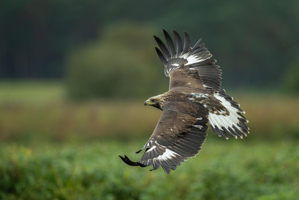 Picture: Thomas Thusholt