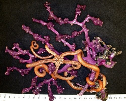 Purple coral with a brittle star, which lives on the deep seafloor. Photographer: Karen Gowlett-Holmes. Source: CSIRO