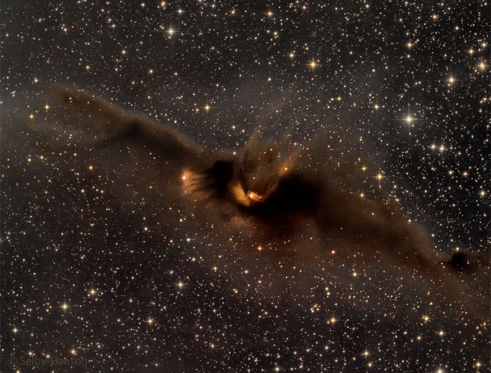 What is the most spook-tacular nebula in the galaxy? One contender is LDN 43, which bears an astonishing resemblance to a vast cosmic bat flying amongst the stars on a dark Halloween night. Located about 1400 light years away in the constellation Ophiuchus, this molecular cloud is dense enough to block light not only from background stars, but from wisps of gas lit up by the nearby reflection nebula LBN 7. Far from being a harbinger of death, this 12-light year-long filament of gas and dust is actually a stellar nursery. Glowing with eerie light, the bat is lit up from inside by dense gaseous knots that have just formed young stars. 