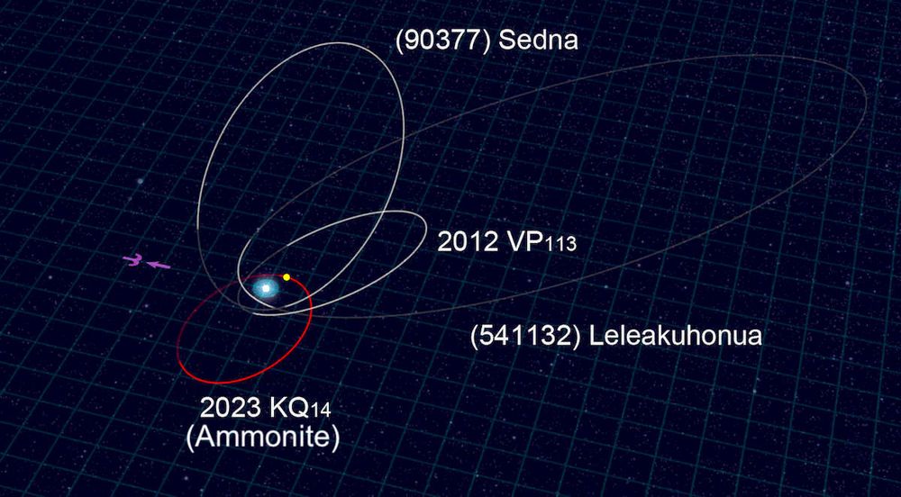 The orbit of Ammonite (red line) and the orbits of the other three sednoids (white lines). Ammonite was discovered close to its perihelion, at a distance of 71 astronomical units (71 times the average distance between the Sun and Earth). The yellow point shows its position as of July 2025. (Credit: NAOJ)