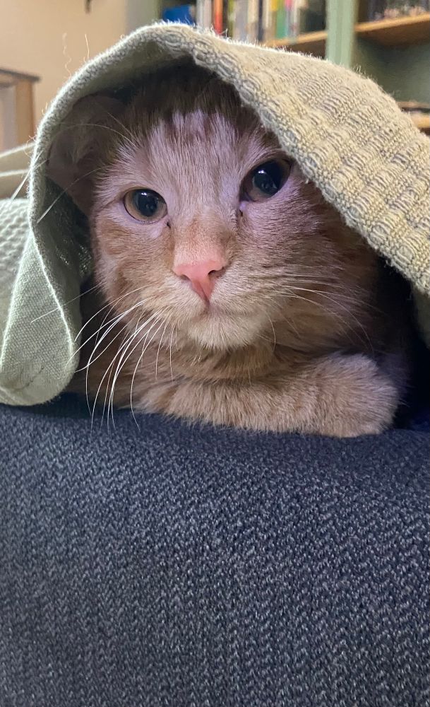 Orange tabby kitten hiding under green blanket.