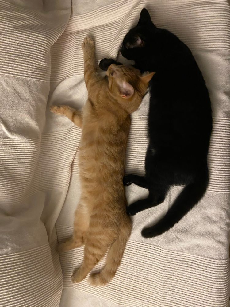 Two little kittens are sleeping next to each other on the sofa. The kitten on the left is an orange-brown tabby. The kitten on the right is black with small white front paws.