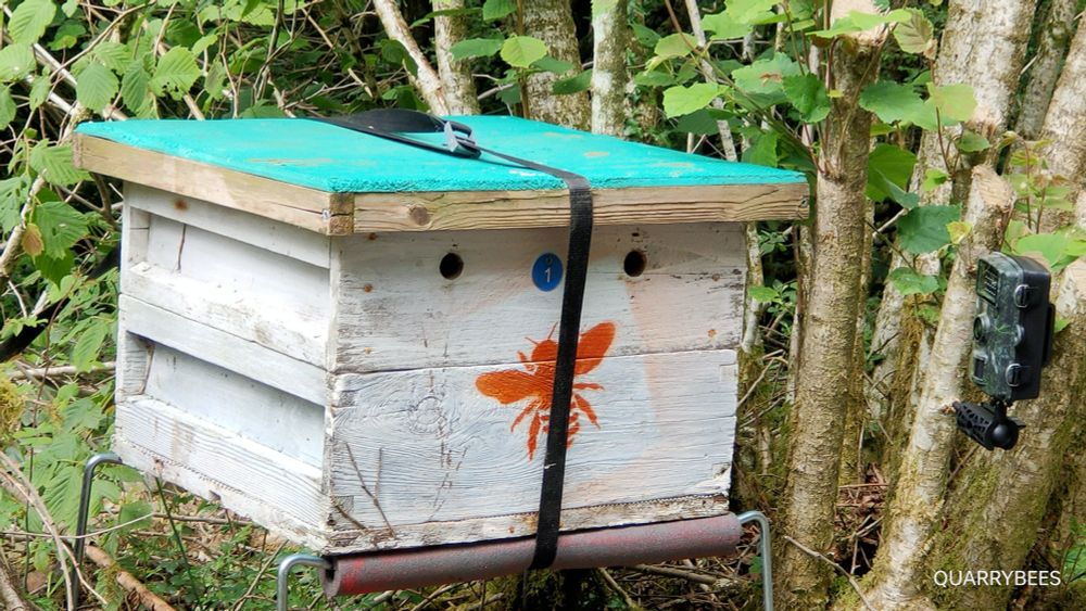 Waiting for a close up.. 🐝 A disadvantage of Swarm Traps is they rarely 'catch' when you're around and you miss the fun. Something new for this year is setting up trail cams on likely spots in the hope of catching the arrival of a swarm. The most suitable emoji here is 🤞... 