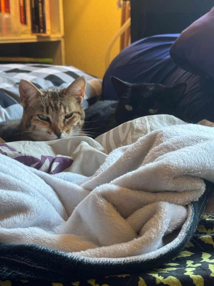 A Tabby and a black cat in bed covers looking at the photographer with distain for disturbing their nap space. 