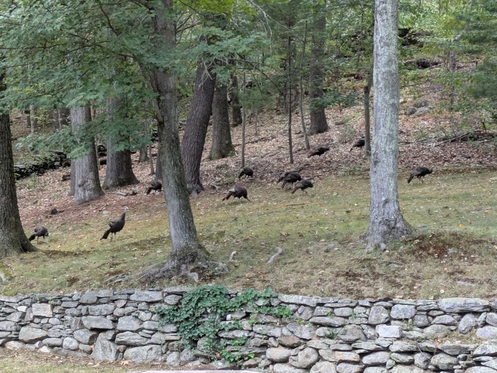 ten young turkeys in a wooded backyard