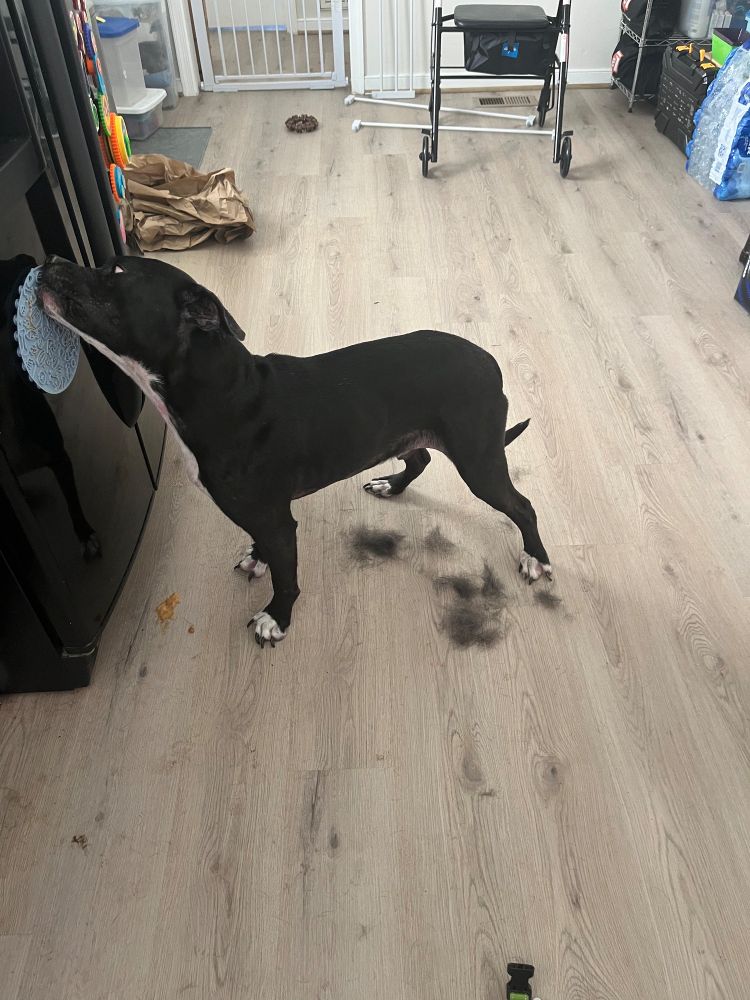 black pit bull getting brushed and having a lick mat treat 